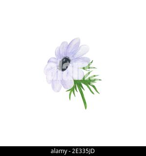 Fiore bianco anemone delicato acquerello illustrazione floreale in stile vintage, perfetto per biglietto di auguri, banner, invito al matrimonio e accessori, Foto Stock