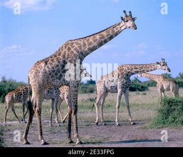 Torre di giraffe in cespuglio, Parco Nazionale di Chobe, Chobe, Repubblica del Botswana Foto Stock