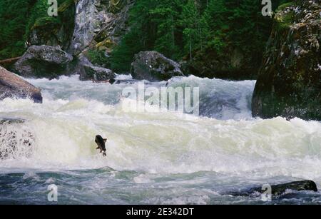 Salmone Chinook (Oncorhynchus tshawytscha) A Selway Falls nel selvaggio e panoramico fiume Selway Nel centro nord dell'Idaho Foto Stock