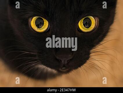 Gatto nero giallo verde occhi grandi primo piano. Foto Stock