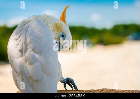 Uccello tropicale con Bokeh Foto Stock