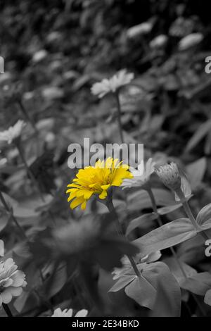 Colpo verticale di un bel fiore giallo nella garde Foto Stock