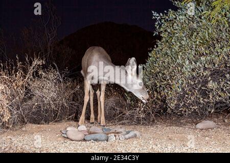 Blue Eyed Mule Deer Foto Stock