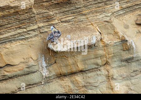 Brown Pelican Foto Stock