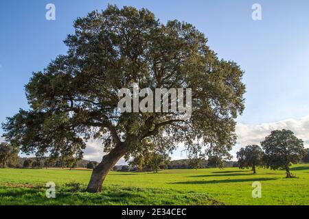 Lecci boschetto, quercus ilex alberi verde paesaggio Foto Stock