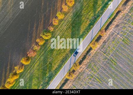 Vista aerea di alberi autunnali e campi coltivati. Composizione astratta, geometria, linee diagonali, guida su strada rettilinea Foto Stock