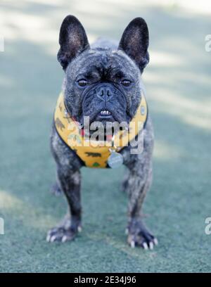 Brindle Bulldog francese maschio in piedi e mostrando denti Foto Stock