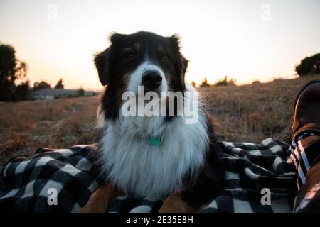 Australian Shepherd ritratto Foto Stock