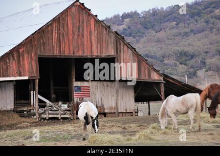 Cavalli che mangiano la sera vicino a Lakeport su Clearlake, California con bandiera americana sul vecchio fienile nella parte posteriore Foto Stock