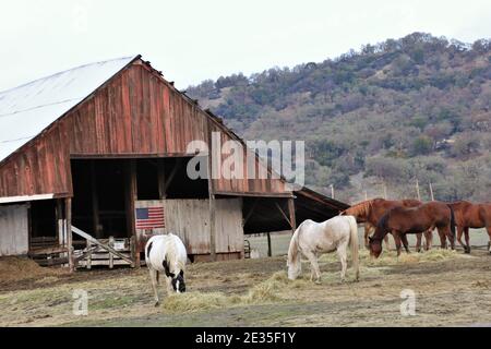 Cavalli che mangiano la sera vicino a Lakeport su Clearlake, California con bandiera americana sul vecchio fienile nella parte posteriore Foto Stock