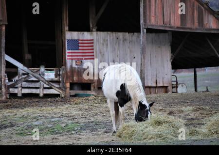 Cavalli che mangiano la sera vicino a Lakeport su Clearlake, California con bandiera americana sul vecchio fienile nella parte posteriore Foto Stock