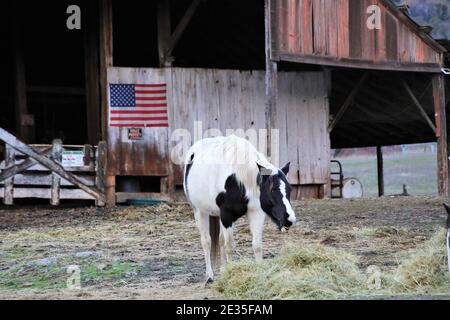 Cavalli che mangiano la sera vicino a Lakeport su Clearlake, California con bandiera americana sul vecchio fienile nella parte posteriore Foto Stock