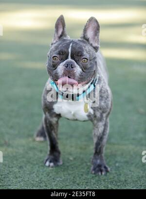 Bulldog francese di 1 anno, brindle al cioccolato con patch maschio bianco, linguetta adesiva Foto Stock