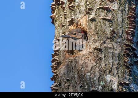 Il flicker settentrionale è accoccolato nel Wisconsin settentrionale. Foto Stock