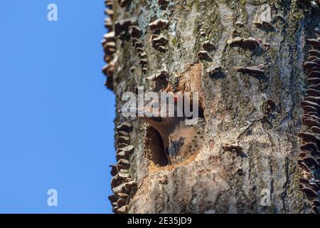 Il flicker settentrionale è accoccolato nel Wisconsin settentrionale. Foto Stock