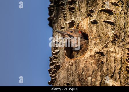 Il flicker settentrionale è accoccolato nel Wisconsin settentrionale. Foto Stock