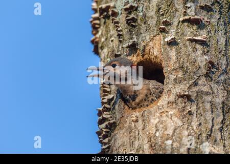 Il flicker settentrionale è accoccolato nel Wisconsin settentrionale. Foto Stock