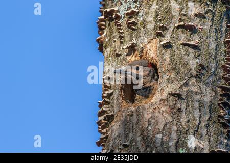 Il flicker settentrionale è accoccolato nel Wisconsin settentrionale. Foto Stock