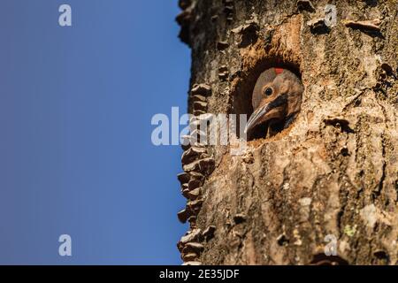 Il flicker settentrionale è accoccolato nel Wisconsin settentrionale. Foto Stock