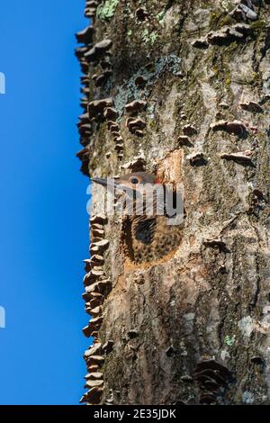 Il flicker settentrionale è accoccolato nel Wisconsin settentrionale. Foto Stock