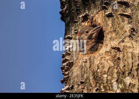 Il flicker settentrionale è accoccolato nel Wisconsin settentrionale. Foto Stock