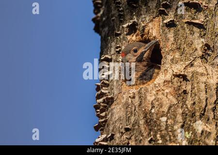 Il flicker settentrionale è accoccolato nel Wisconsin settentrionale. Foto Stock