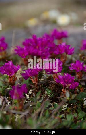 Lapponia rosebay in piena fioritura sulla tundra artica vicino Arviat, Nunavut Canada Foto Stock