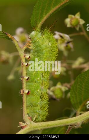 Larva di Silk Moth non identificata, Gamelia sp., Saturniidae. Nutrirsi di mora, Rubus boliviensis, Rosaceae. Foto Stock