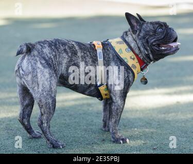 Brindate il cucciolo francese Bulldog in piedi e guardando in alto Foto Stock