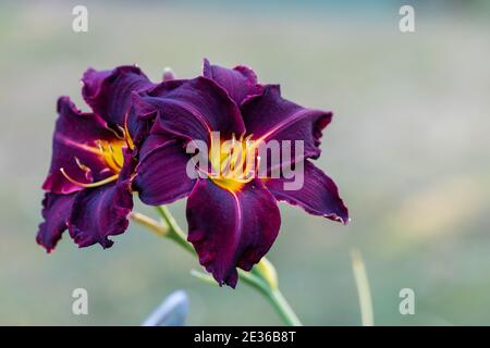 'Ed Murray' Daylily, Daglilja (Hemerocallis) Foto Stock