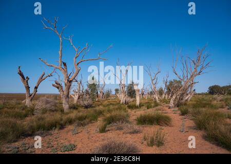 Tronchi di alberi morti sul bordo del lago di Menindee essiccato in Outback occidentale nuovo Galles del Sud. I laghi sono asciutti alla siccità. Minindee, New South Wa Foto Stock