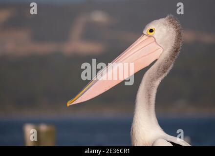 Un pellicano australiano, il Pelecanus cospicillatus, seduto su un molo con altri uccelli marini e gabbiani a Oyster Harbour, Albany Australia Occidentale. Fa Foto Stock