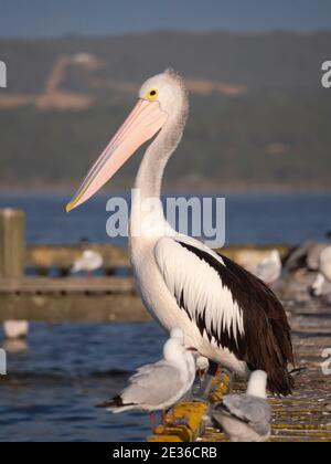 Un pellicano australiano, il Pelecanus cospicillatus, seduto su un molo con altri uccelli marini e gabbiani a Oyster Harbour, Albany Australia Occidentale. Foto Stock