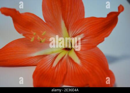 Le gemme di amaryllis sono fiorite quest'inverno. Fiori macchiati che crescono da un bulbo in una pentola rosa cremisi. Foto Stock