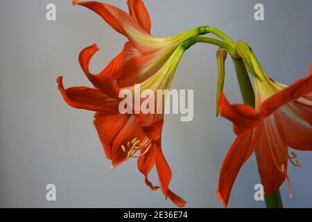 Le gemme di amaryllis sono fiorite quest'inverno. Fiori macchiati che crescono da un bulbo in una pentola rosa cremisi. Foto Stock