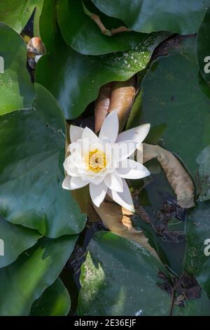 Bel giglio d'acqua in fiore, fiori di piante acquatiche, foglie verdi sfondo, testa di fiore da vicino (Nymphea alba) Foto Stock