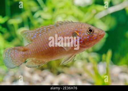 Il pesce di gioielleria africano (Hemichromis bimaculatus), conosciuto anche come cichlid gioiello o pesce di gioielleria, è della famiglia Cichlidae. Foto Stock