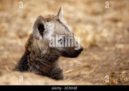 Hyena Cub macchiato (Crocuta crosca) in Profilo. Kruger Park, Sudafrica Foto Stock