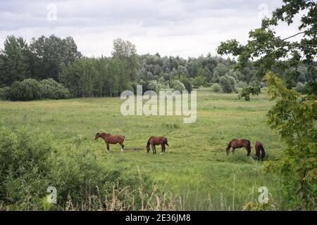 Quattro cavalli marroni in un campo verde prato campagna Foto Stock