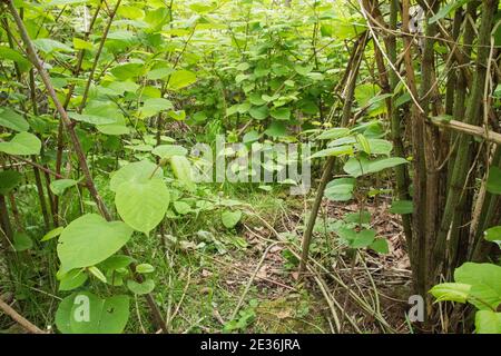 Un abbondante grumo di Knotweed giapponese : una pianta altamente invasiva commestibile, simile al rabarbaro Foto Stock