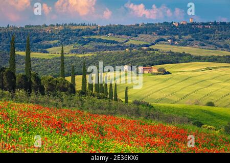 Estate Toscana paesaggio con fiori di papavero rosso e campi di grano. Bella cappella Vitaleta e Pienza sulla collina in background, Toscana, Italia, Europa Foto Stock