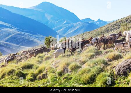 Mandria di capre sulle montagne della Patagonia, Argentina Foto Stock