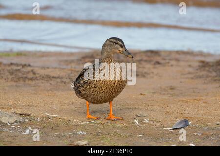 Femmina Mallard sulla spiaggia di sabbia Foto Stock