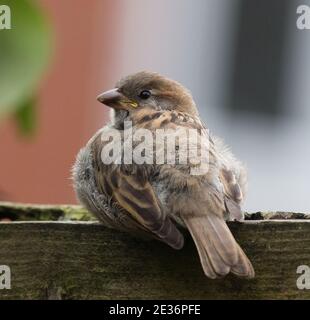 Casa Sparrow Juvenile Femminile Foto Stock
