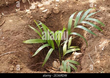 Un piccolo albero di noce Areca a terra. È nella fase più giovane. Foto Stock