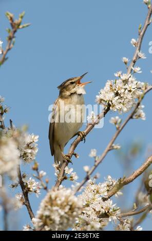 Maschio Sedge Warbler, Acrocephalus schoenobaenus, canti tra Blackthorn, Prunus spinosa, fioritura in primavera presso la riserva naturale Otmoor della RSPB. Foto Stock
