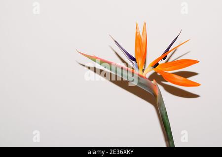 bellissimo uccello colorato fiorito di paradiso fiore su bianco Foto Stock