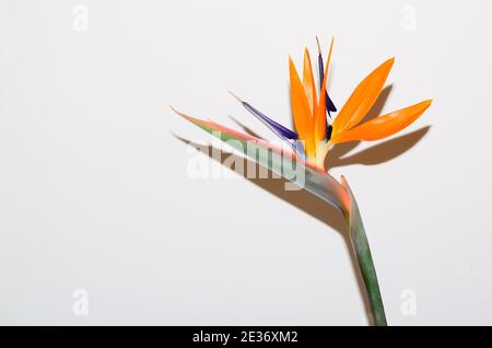 Fiore colorato uccello del paradiso fiore Foto Stock