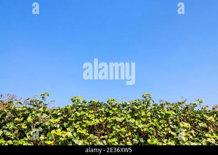 Edera (edera) verde tagliato ordinatamente hedge sharb sfondo con un cielo blu chiaro e copia spazio, foto stock Foto Stock