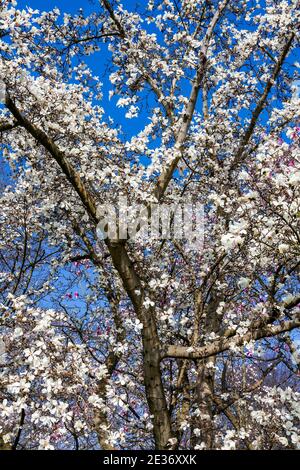 Magnolia x kewensis "memoria di Wada" fiorisce in primavera ramo di albero con un cielo blu che ha un bianco fiore durante la stagione di primavera an Foto Stock